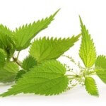 nettle