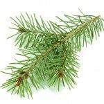 Pine Tree note