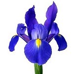 iris note