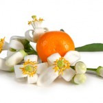 Orange Blossoms